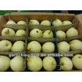 Fresh Ya Pear (emballage en papier 96pcs en 17kg ctn)